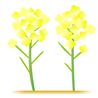 菜の花